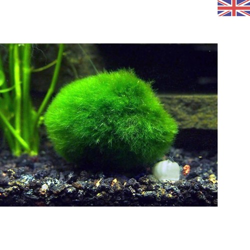 Old giant marimo - ,