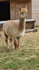Bellatrix's Fawn Huacaya