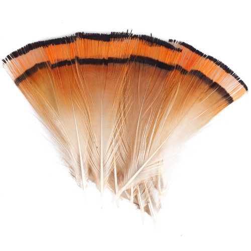 Northern game golden pheasant - golden,