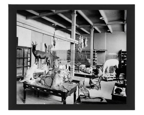 Taxidermy workshop national - workshop,
