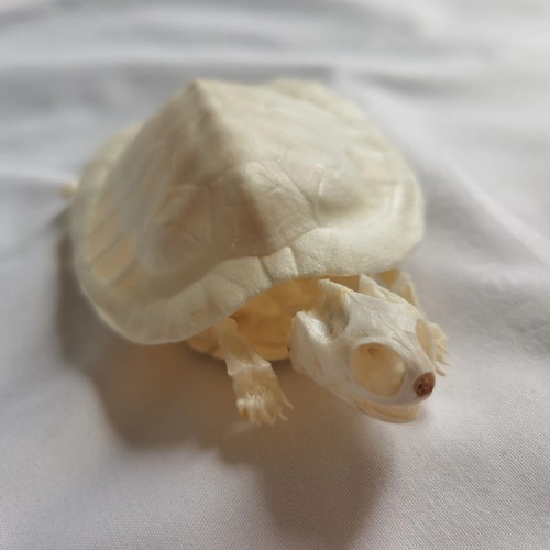 Real turtle skeleton - real,