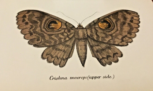 Butterflies moths volume 5 - &, moths,