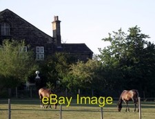 Photo 6x4 Horses grazing in