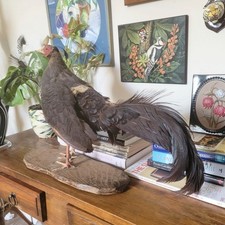 Taxidermy bird vintage real male Siamese Fireback Pheasant Lophura diardi