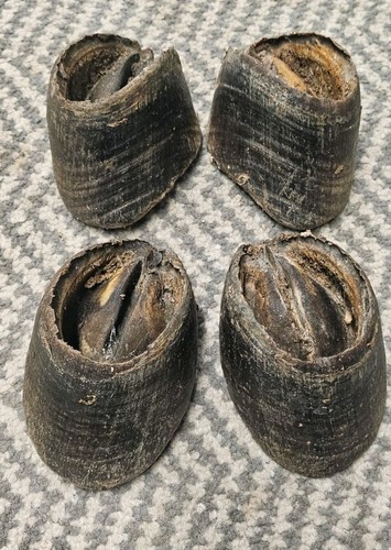 Real old pony hoofs taxidermy - real,