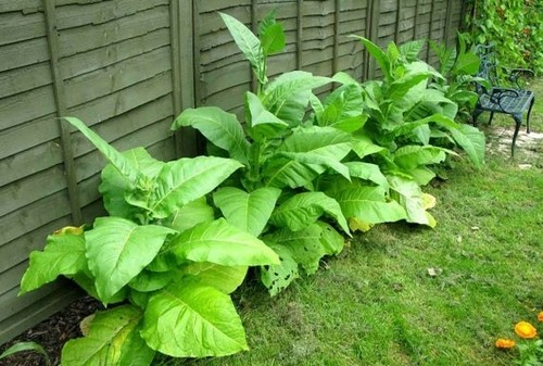 Golden virginia tobacco - golden,