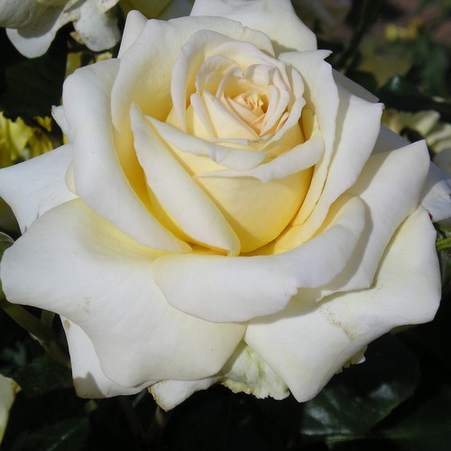 Champagne moment 5 5lt - moment,