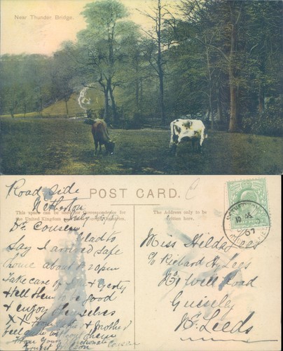 Cows near thunder bridge - near,