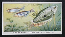 ZEBRA FISH  &  GOURAMI  Tropical Fish  Vintage Card