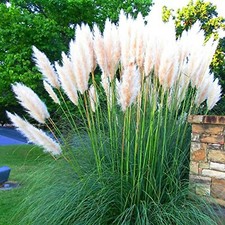 PAMPAS GRASS WHITE FEATHER