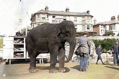 Iwc0021 circus elephant on - -,