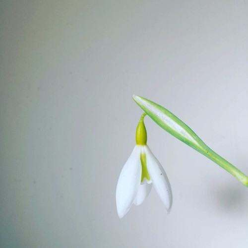 Galanthus wendy gold - galanthus, gold'