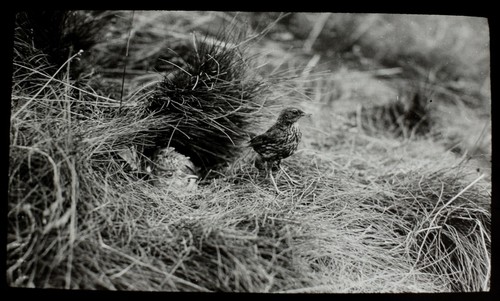 Magic lantern slide titlark - slide,
