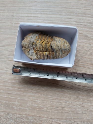 Trilobite fossil - trilobite,