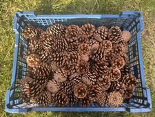 100 pcs  Natural Fir Pine