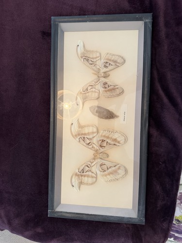Framed attacus atlas - framed,