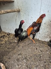 6 Organic Shamo Eggs