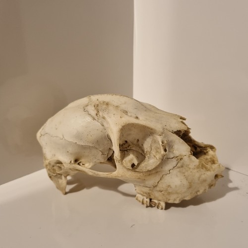Real deer skull uk - real,