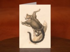 Flying Squirrel by Samuel Howitt (ca. 1817) - A5 Art Print Greeting Card