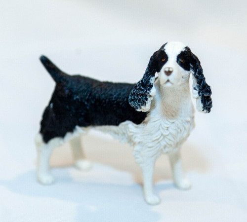Springer spaniel dog - spaniel,