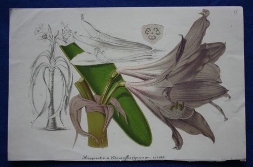 Genuine antique botanical