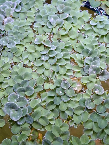 Salvinia cucullata fresh - salvinia,