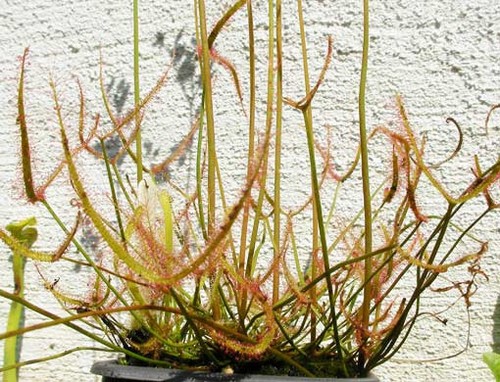 Drosera binata dichotoma 25 - dichotoma,