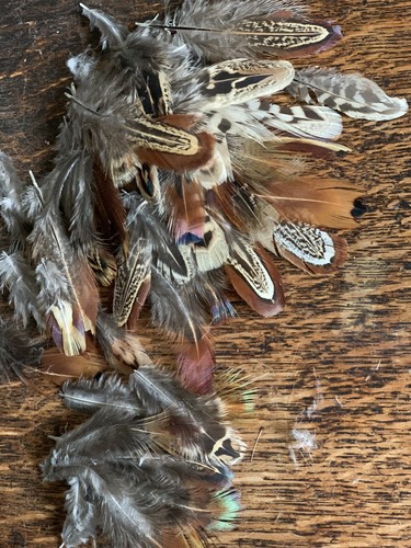 Mixed pheasant feathers x100 - mixed,