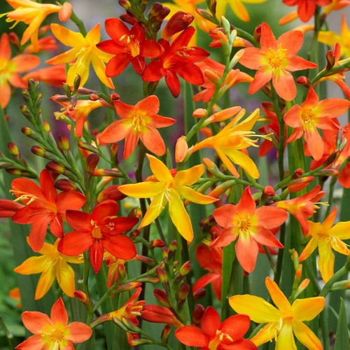 Crocosmia montbretia mixed - crocosmia,