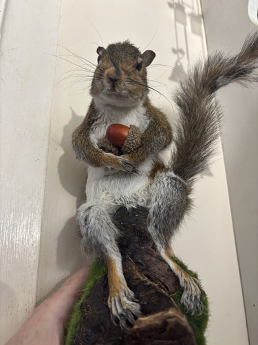 Squirrel taxidermy roadkill - roadkill,