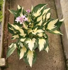 Hosta whirlwind plant sent out - hosta,