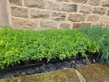 15 Lawson's Cypress (Chamaecyparis Lawsoniana) Seedlings 3 - 4 Inches Tall