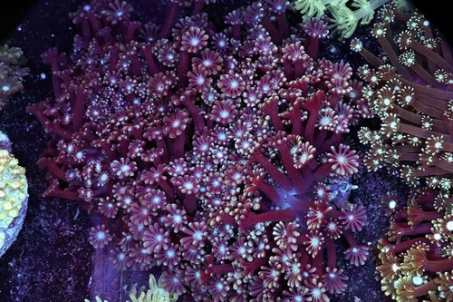 Purple goniopora colony - goniopora,