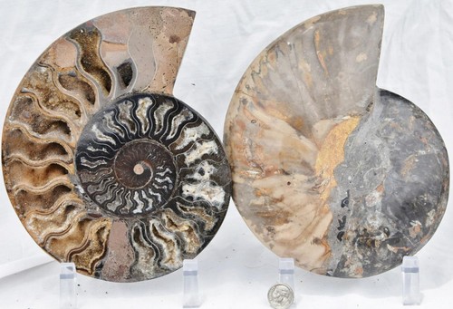 Large black ammonite xxl - ammonite, pair