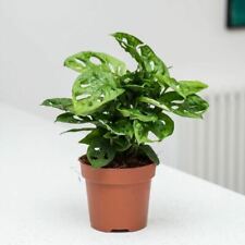 Monstera Monkey Mask (Monstera Adansonii)