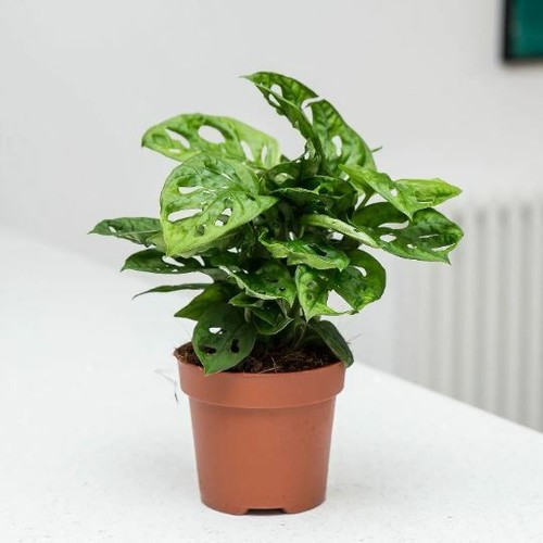 Monstera monkey mask - monstera,