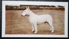 BULL TERRIER  Vintage  1961 Colour Photo Card  FE28M