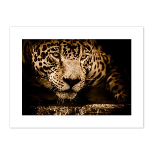 Jaguar head big cat canvas - jaguar,