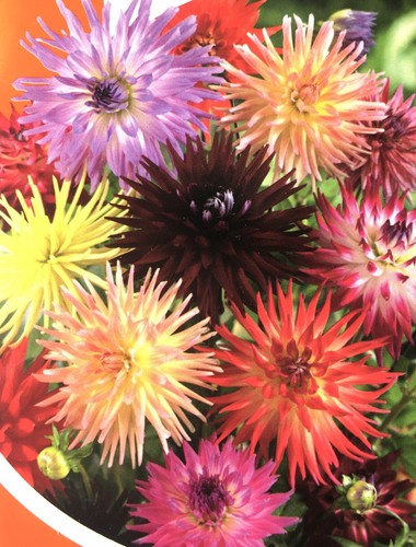 Dahlia cactus mix seeds - ,