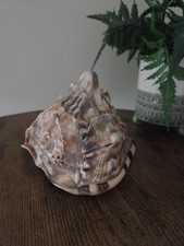 Giant Queen Helmet Conch Sea