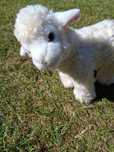 Toy lamb soft cute - soft,, cute,