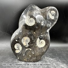 Genuine goniatite orthoceras - goniatite,