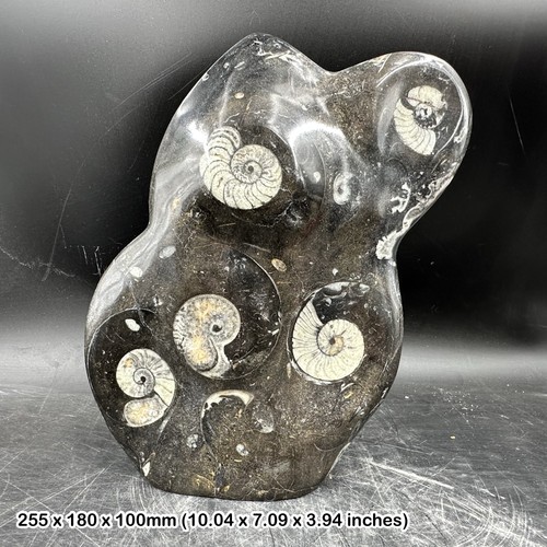 Genuine goniatite orthoceras - genuine, &
