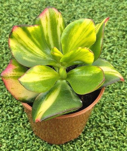 Crassula ovata solana - crassula,
