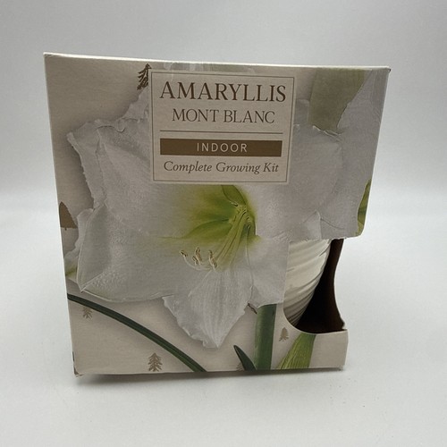 Amaryllis hippeastrum mont - amaryllis,