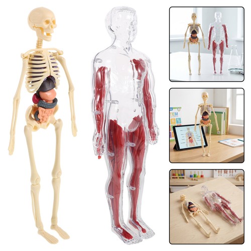 Reusable kids anatomy model - kids,