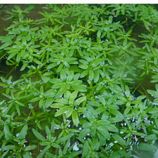 5 x Cuttings of Callitriche stagnalis (Common Water-Starwort)