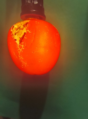 Vintage figural ripe apple - figural,