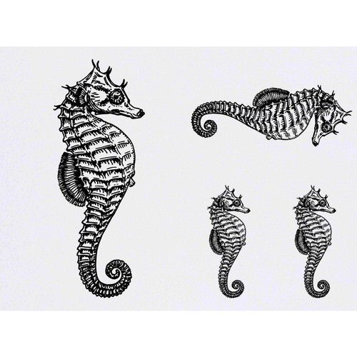 Seahorse marine - x, 'seahorse