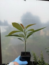 Avocado Plant In 9cm Pot